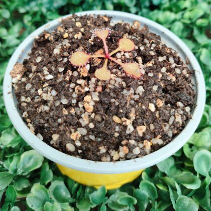 DROSERA ANDROMEDA