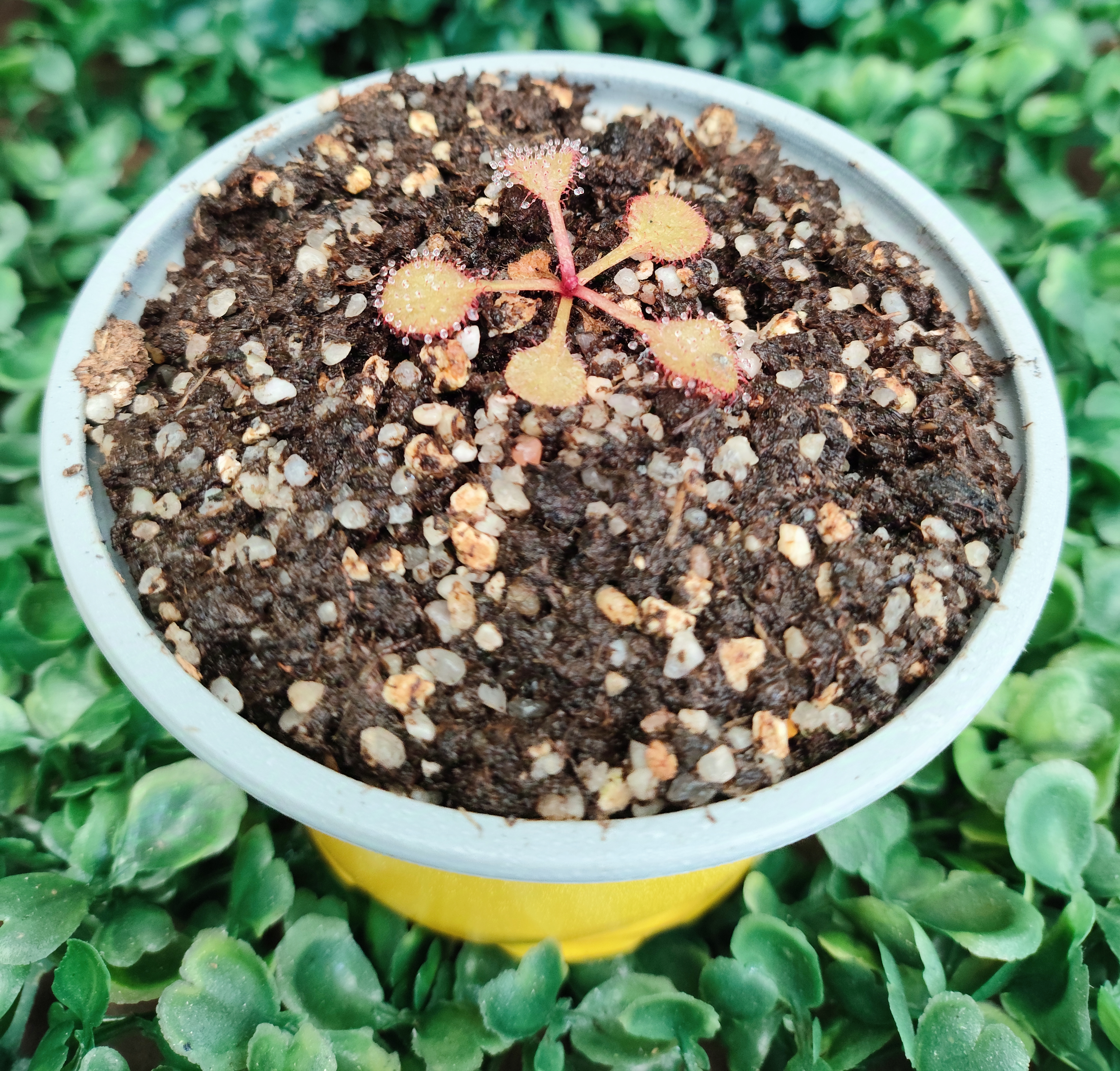 DROSERA ANDROMEDA