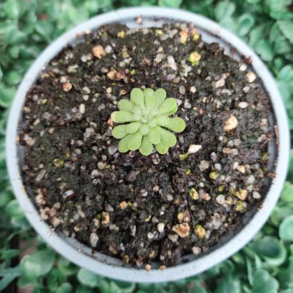PINGUICULA CYCLOSECTA