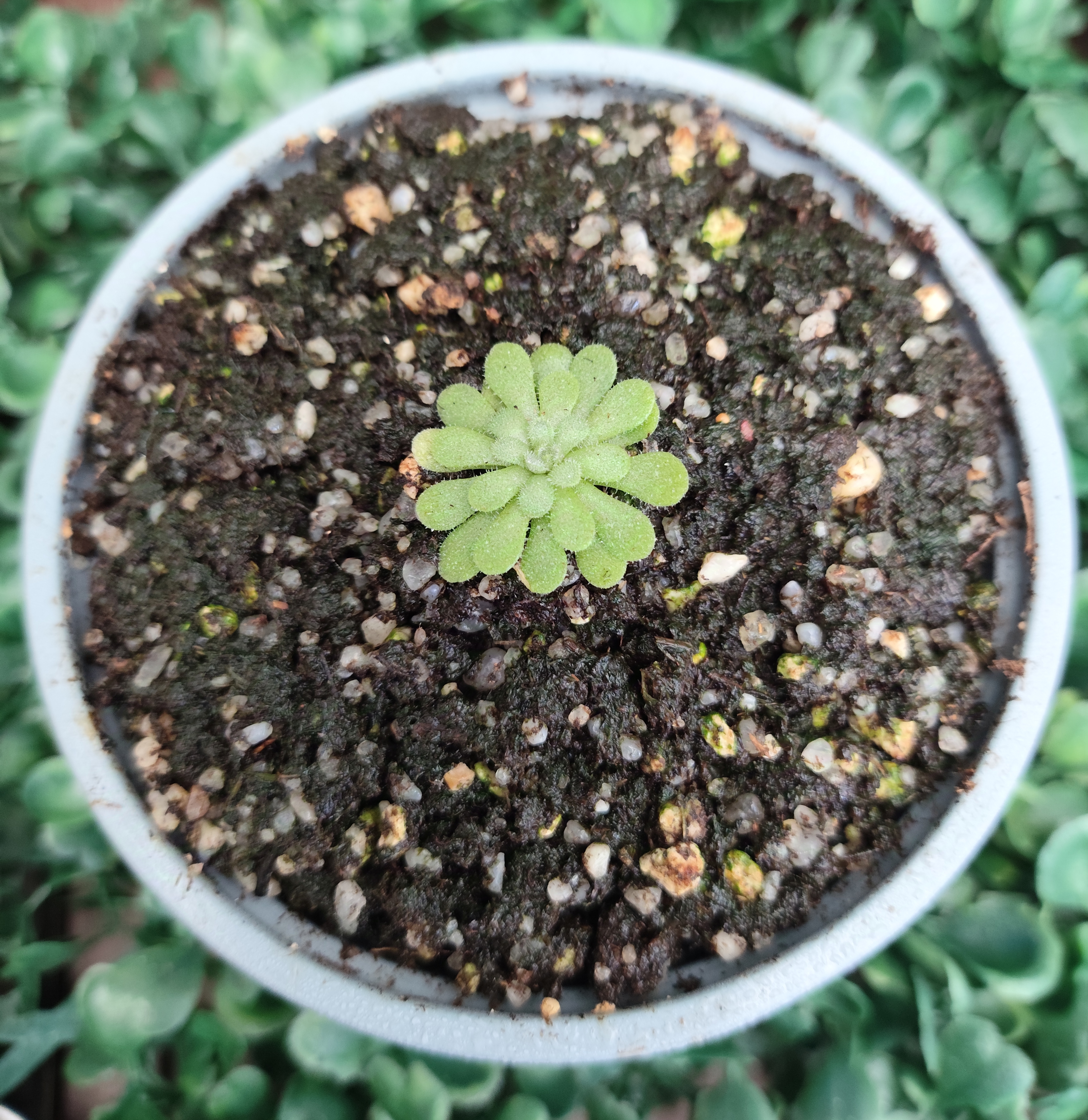 PINGUICULA CYCLOSECTA