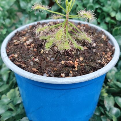 DROSERA MADAGASCARIENSIS