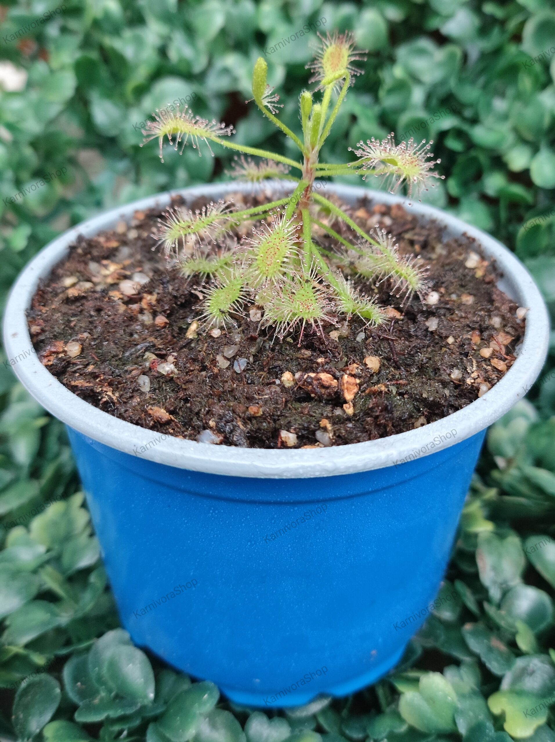 DROSERA MADAGASCARIENSIS