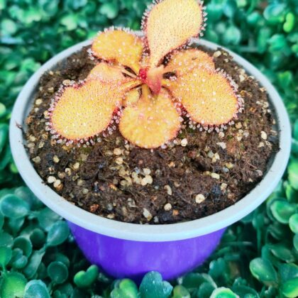 DROSERA ANDROMEDA