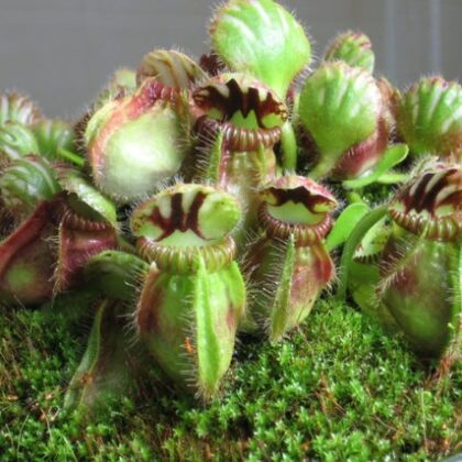 CEPHALOTUS FOLLICULARIS