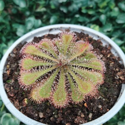 DROSERA TOKAIENSIS