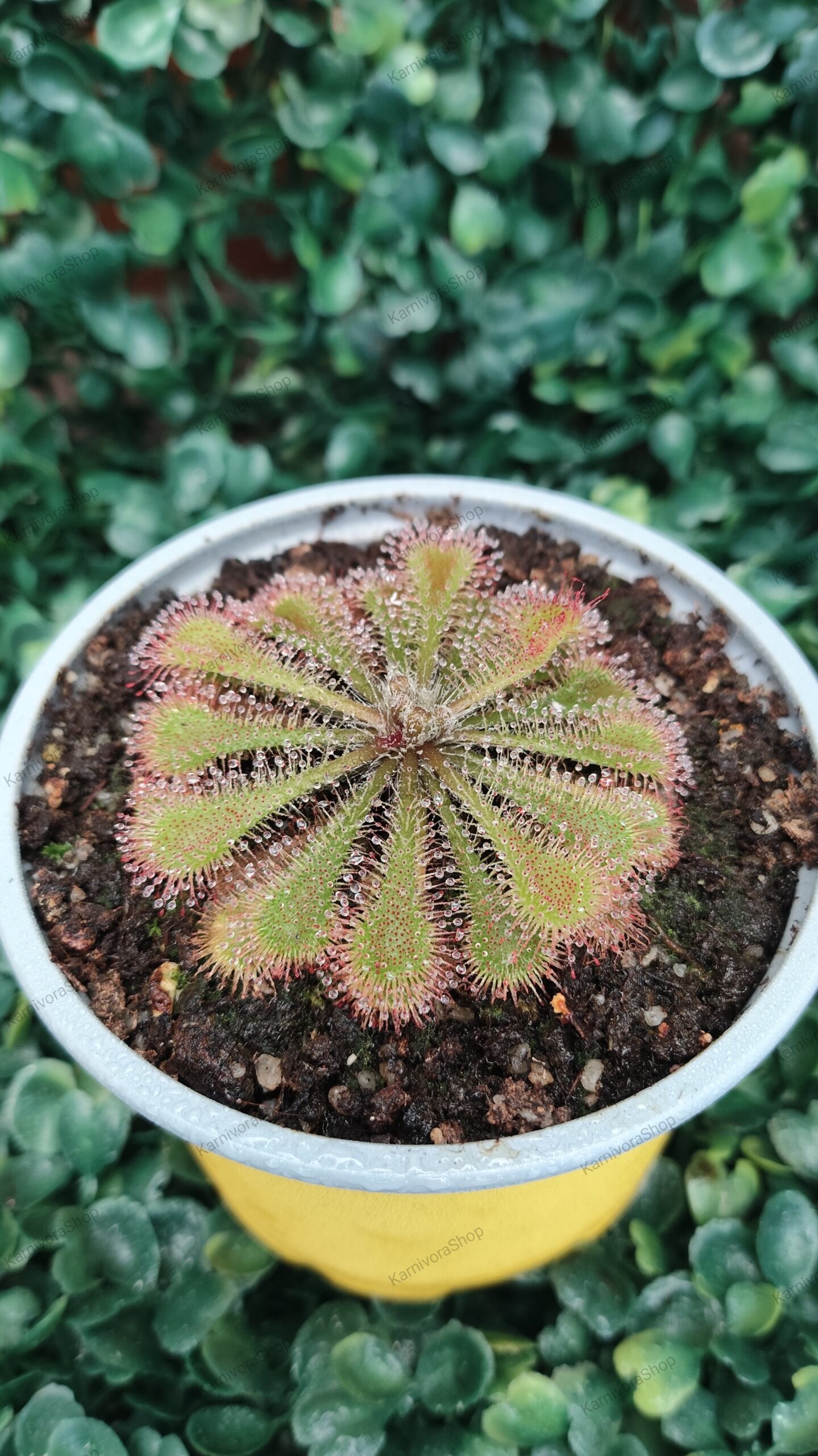 DROSERA TOKAIENSIS