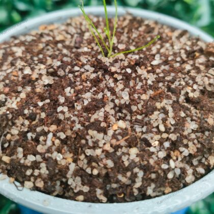 DROSOPHYLLUM LUSITANICUM