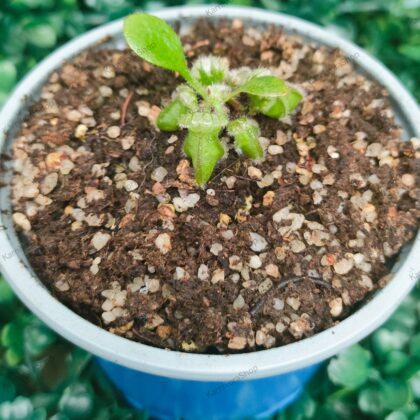 CEPHALOTUS FOLLICULARIS