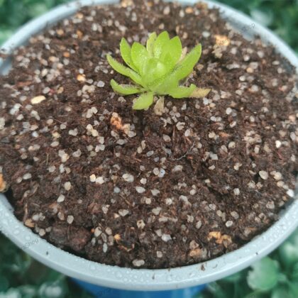 PINGUICULA MARCIANO