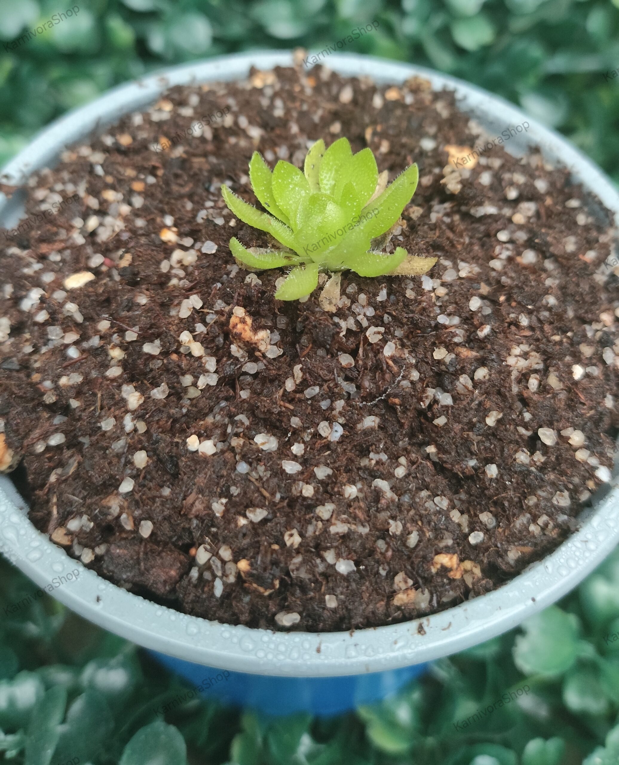 PINGUICULA MARCIANO