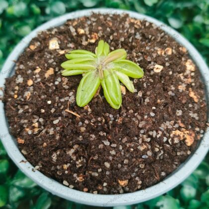 PINGUICULA LUSITANICA