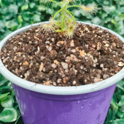 DROSERA SCORPIOIDES