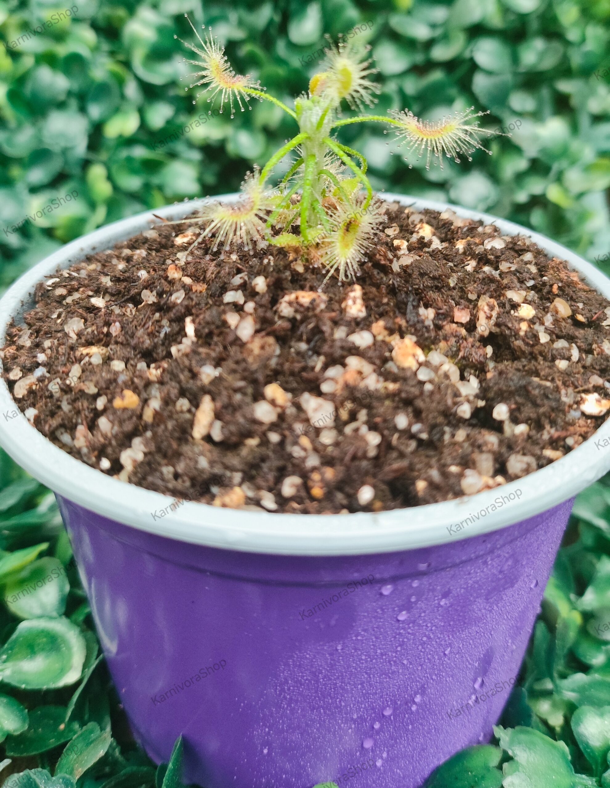 DROSERA SCORPIOIDES