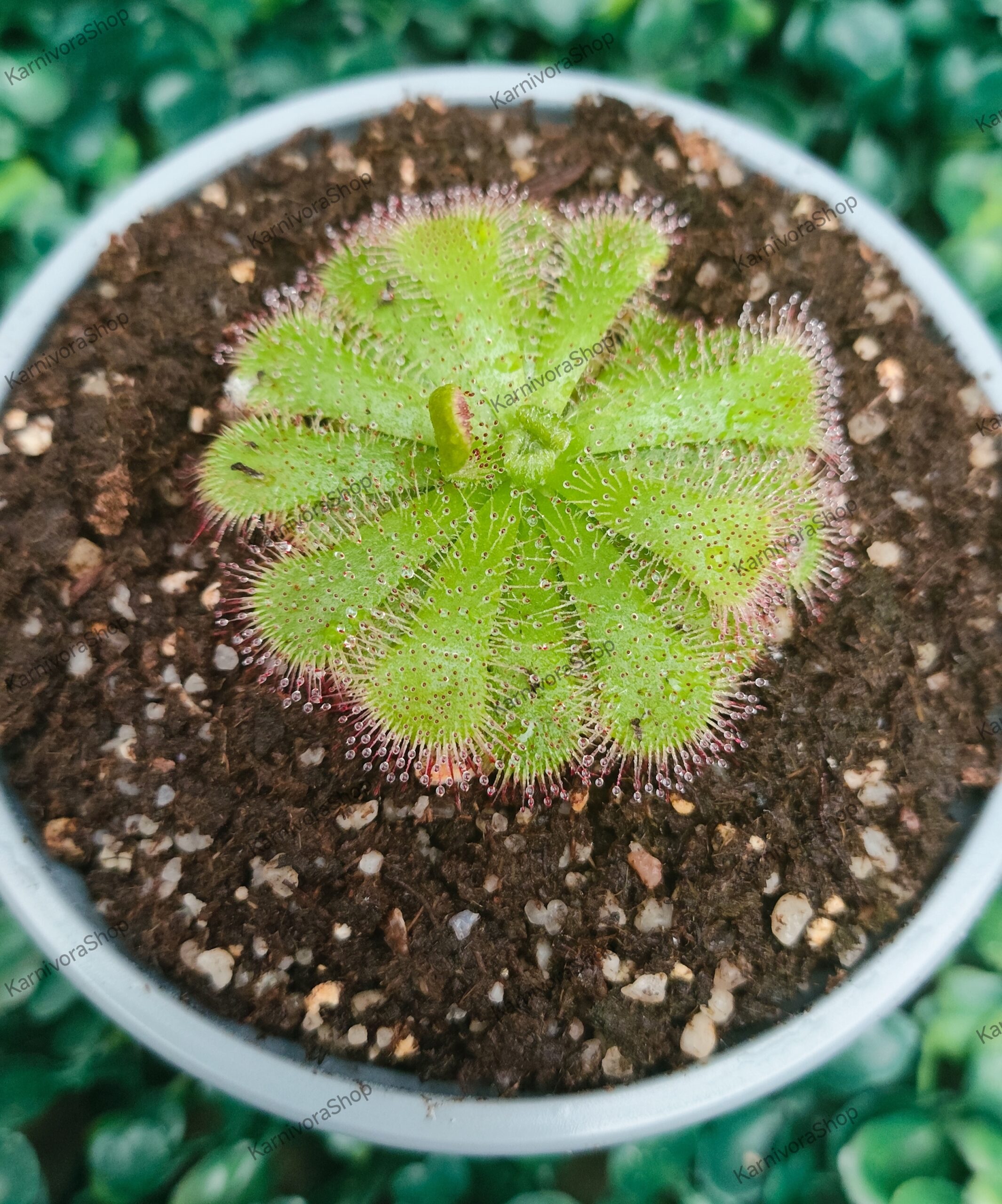 DROSERA ALICIAE