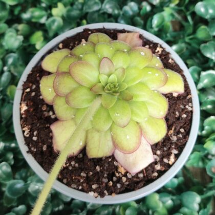 PINGUICULA LAUEANA