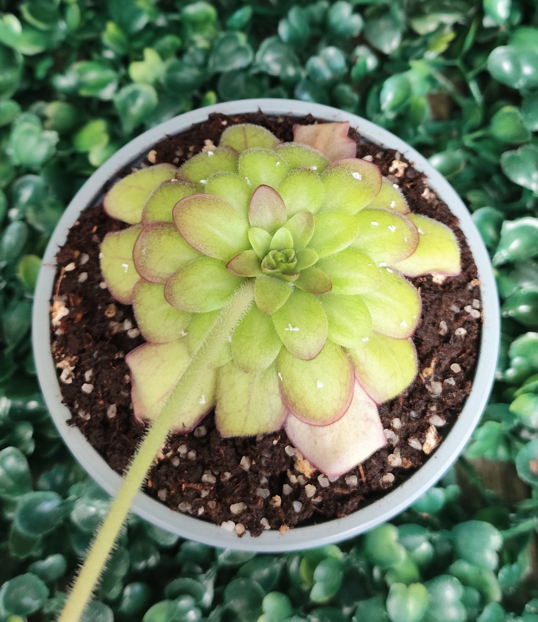 PINGUICULA LAUEANA