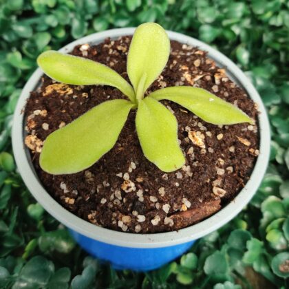 PINGUICULA GIGANTEA X EMARGINATA