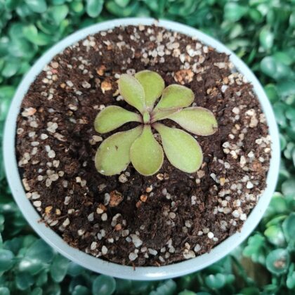 PINGUICULA MORANENSIS X EMARGINATA