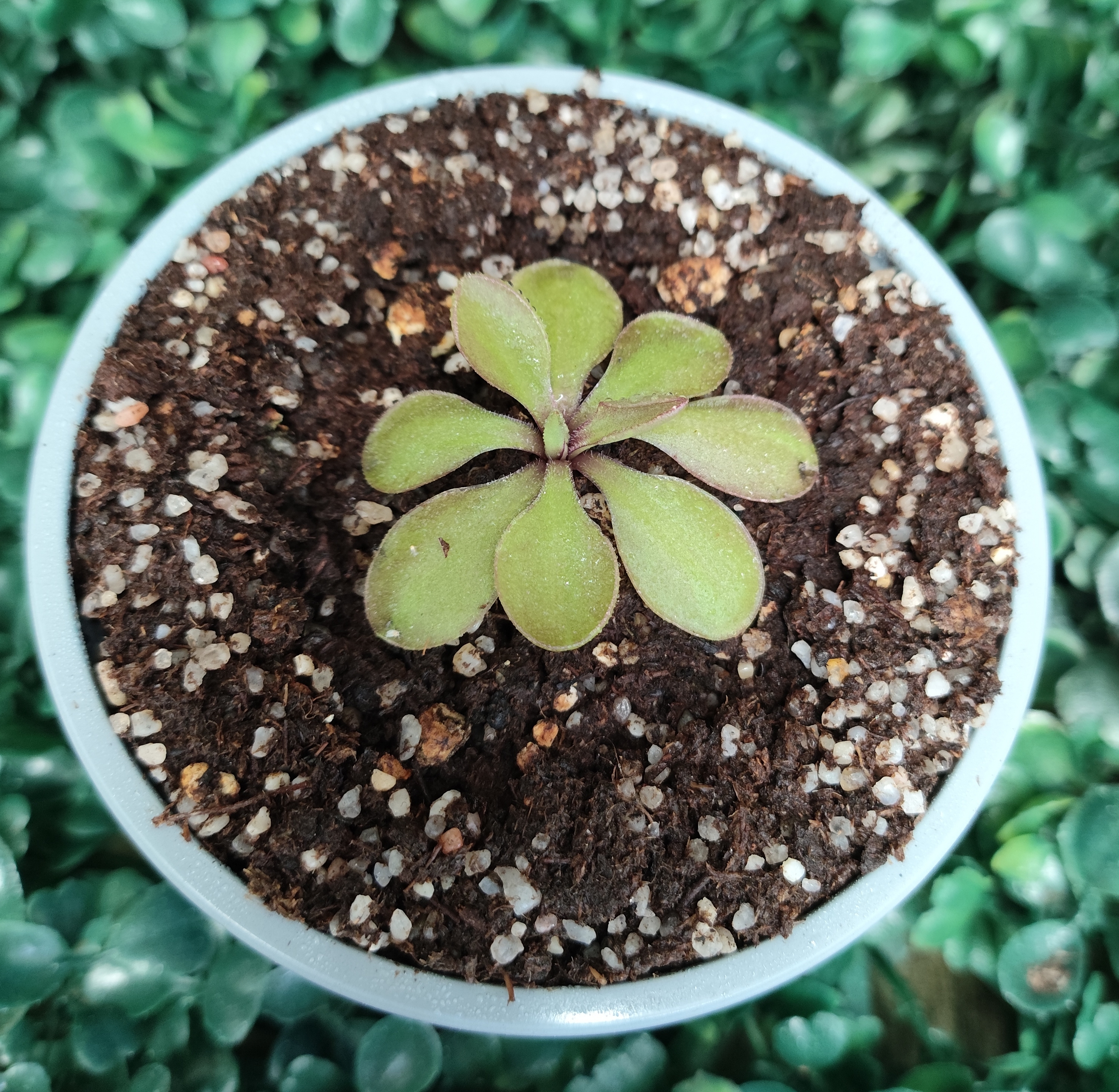 PINGUICULA MORANENSIS X EMARGINATA