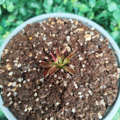 DIONAEA MUSCIPULA cultivar RED PIRANHA