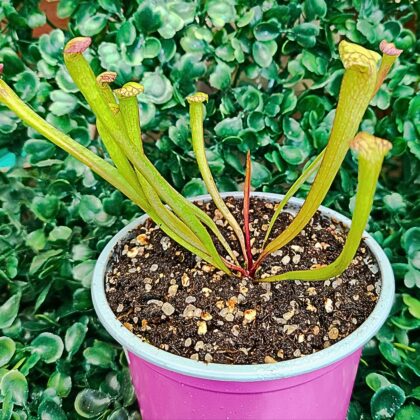 SARRACENIA X LEUCOPHYLLA DRUMMOND's GIANT