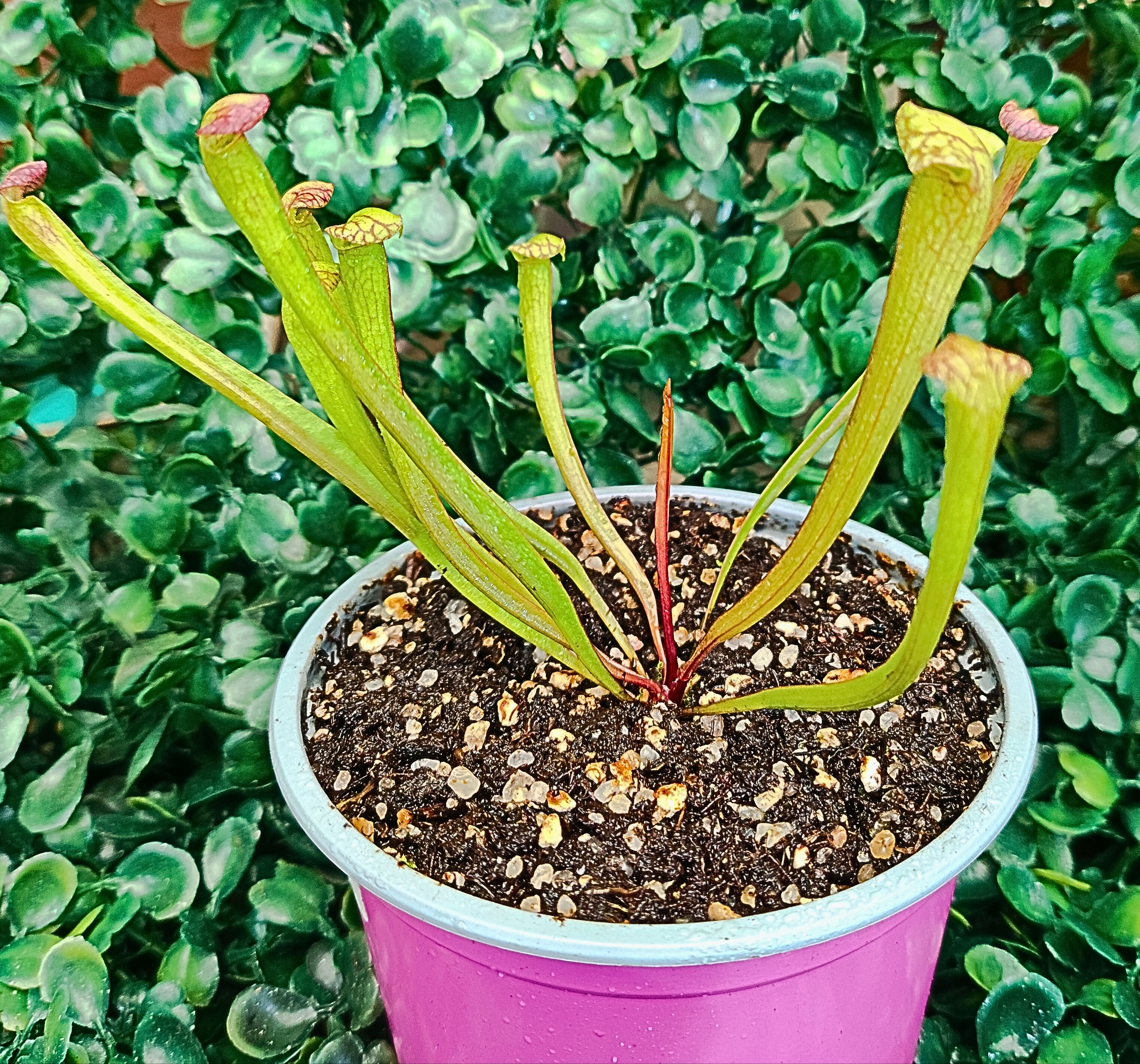 SARRACENIA X LEUCOPHYLLA DRUMMOND's GIANT