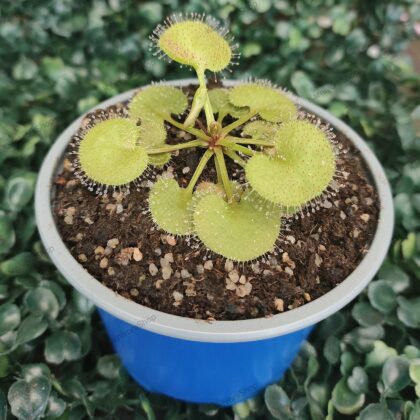 DROSERA PROLIFERA