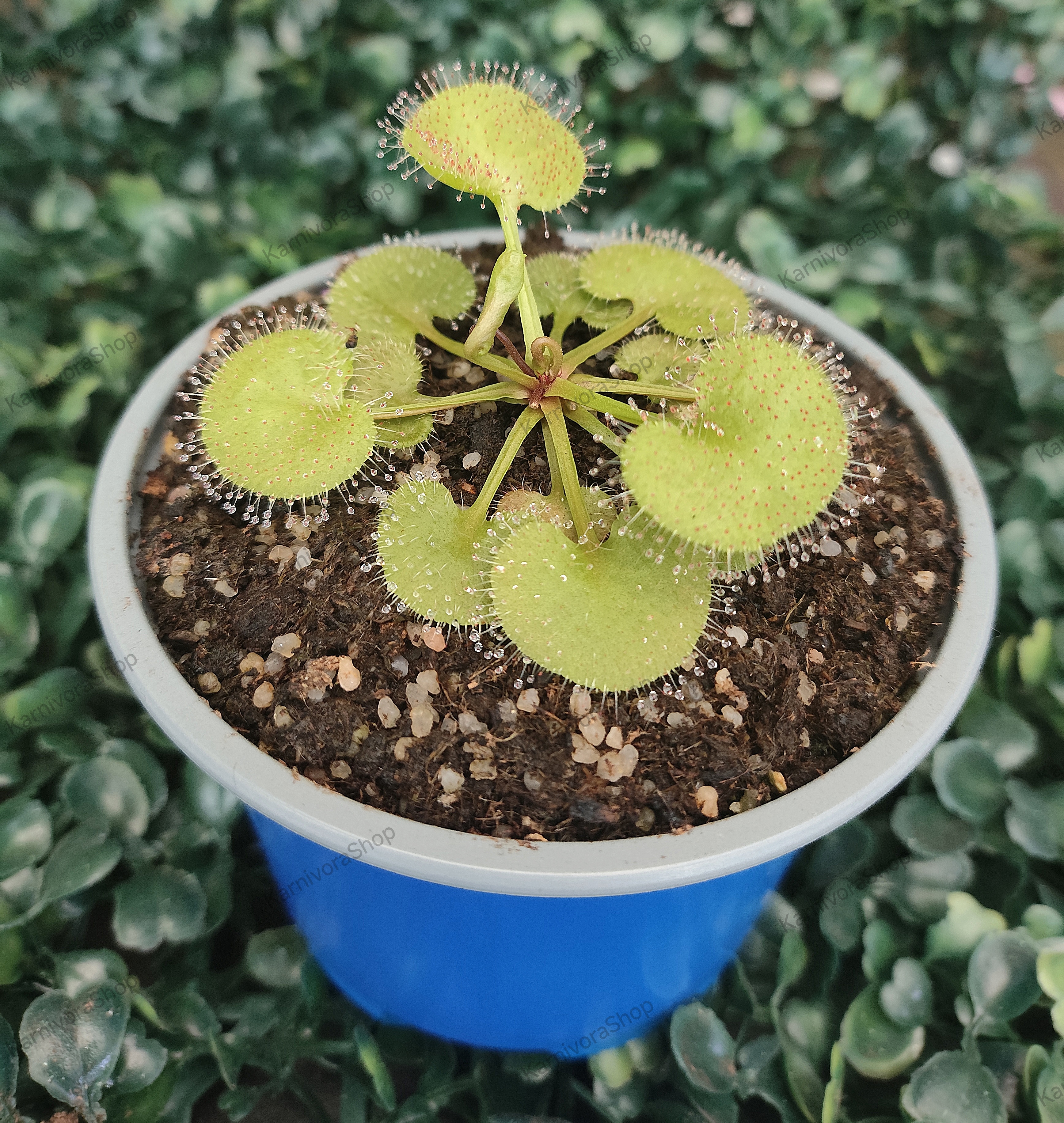 DROSERA PROLIFERA