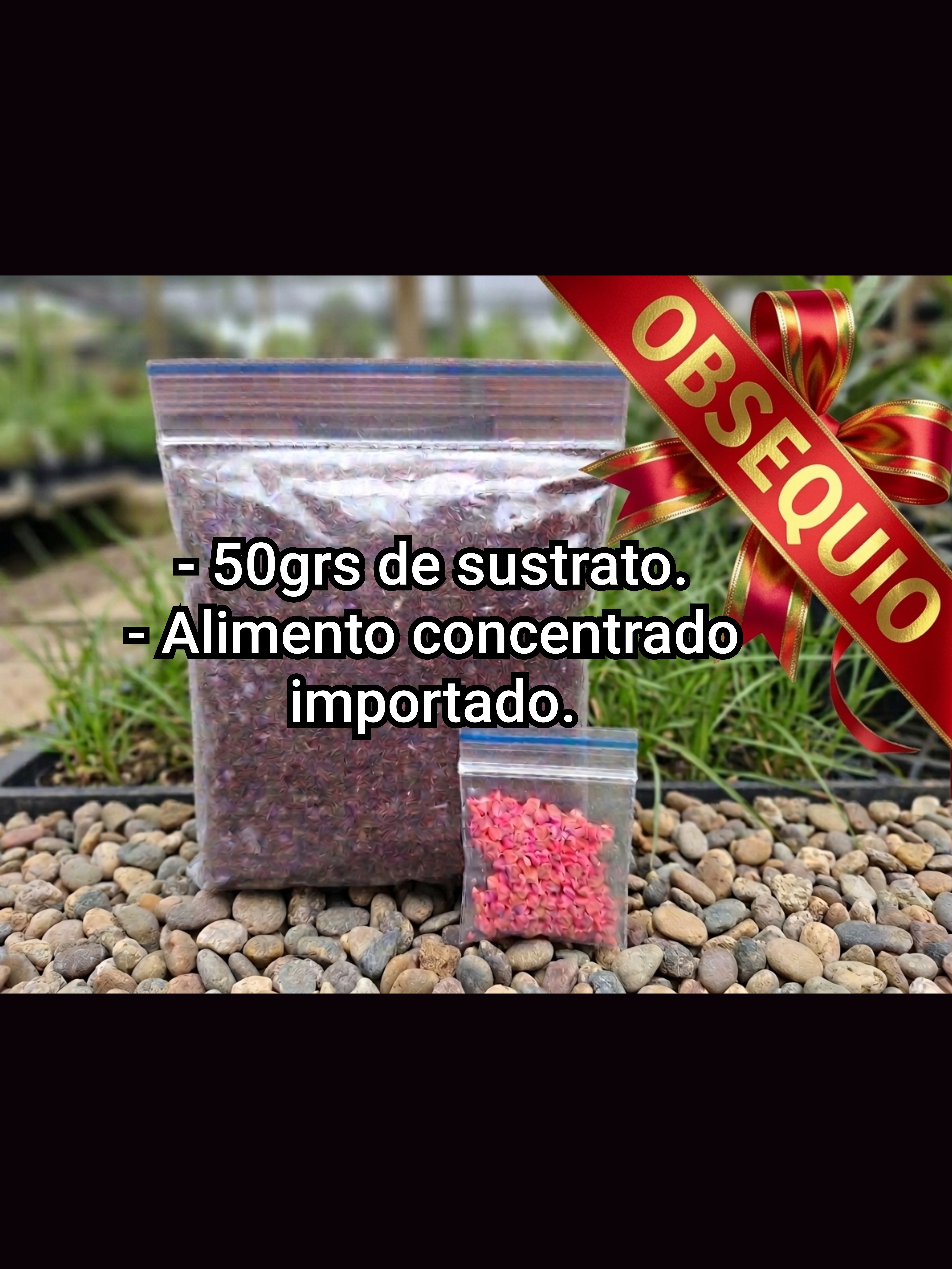 PINGUICULA GIGANTEA RED - Imagen 2