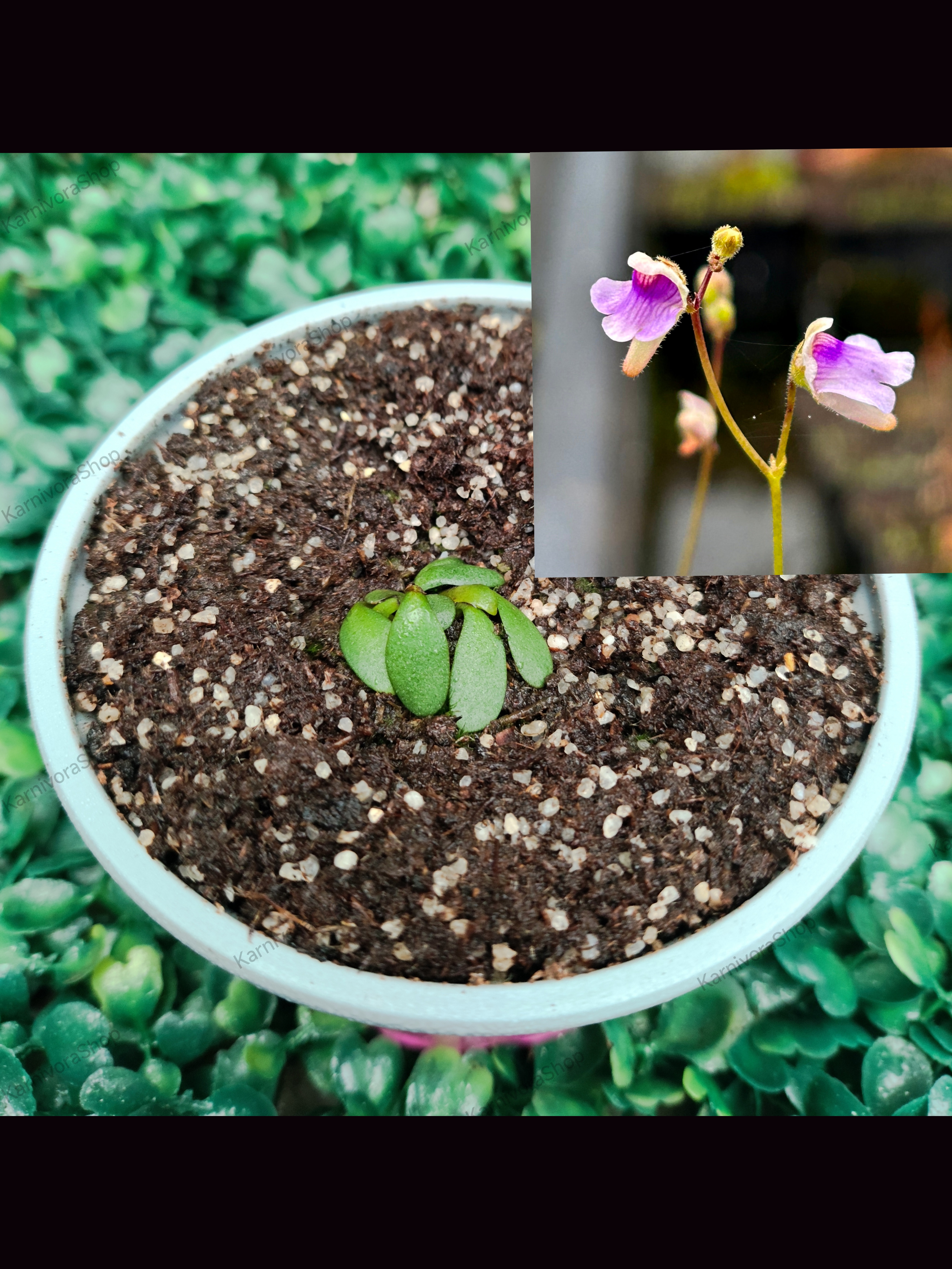 GENLISEA HISPIDULA