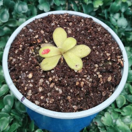 PINGUICULA GIGANTEA RED
