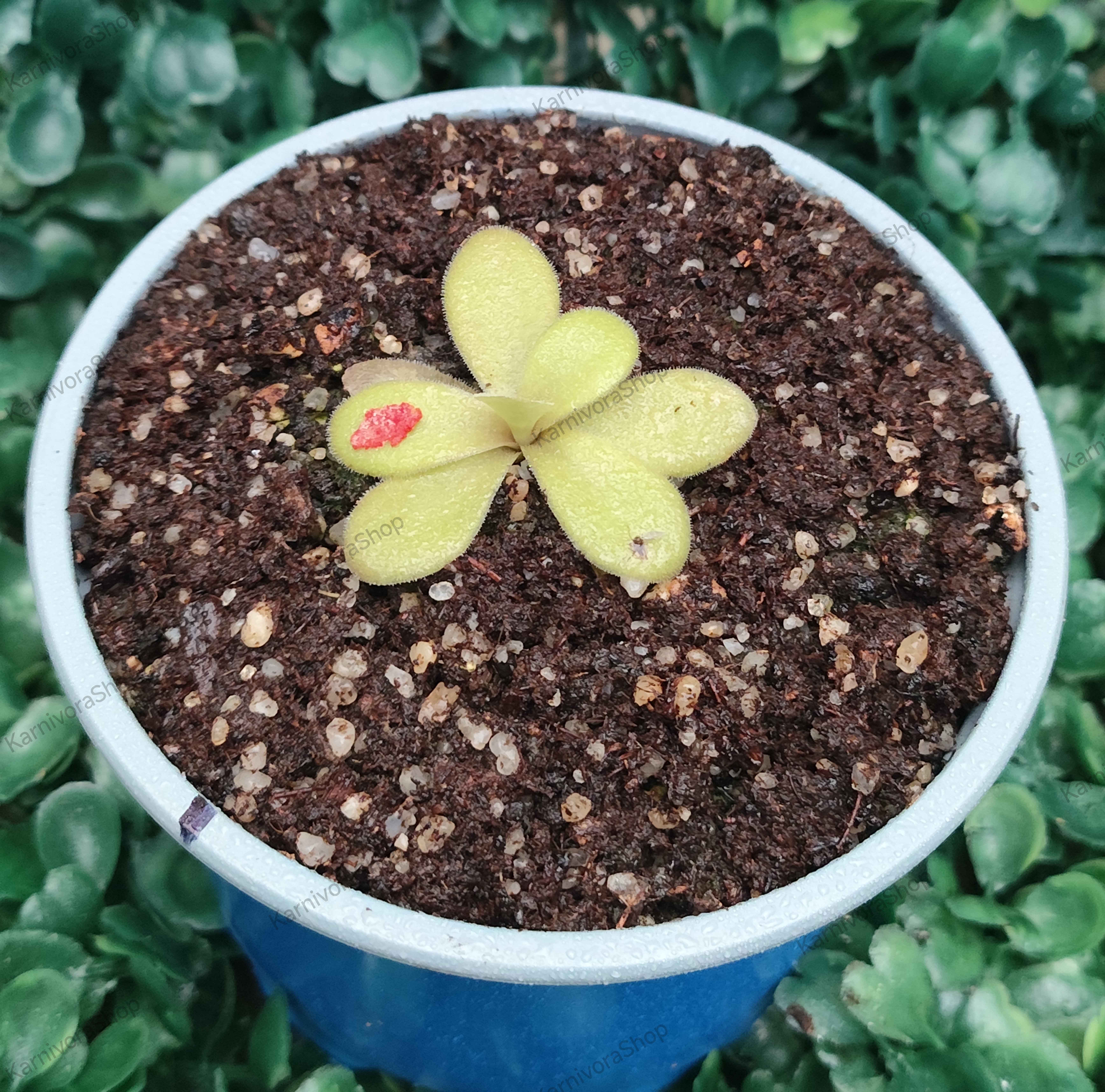 PINGUICULA GIGANTEA RED