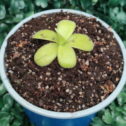 PINGUICULA GIGANTEA