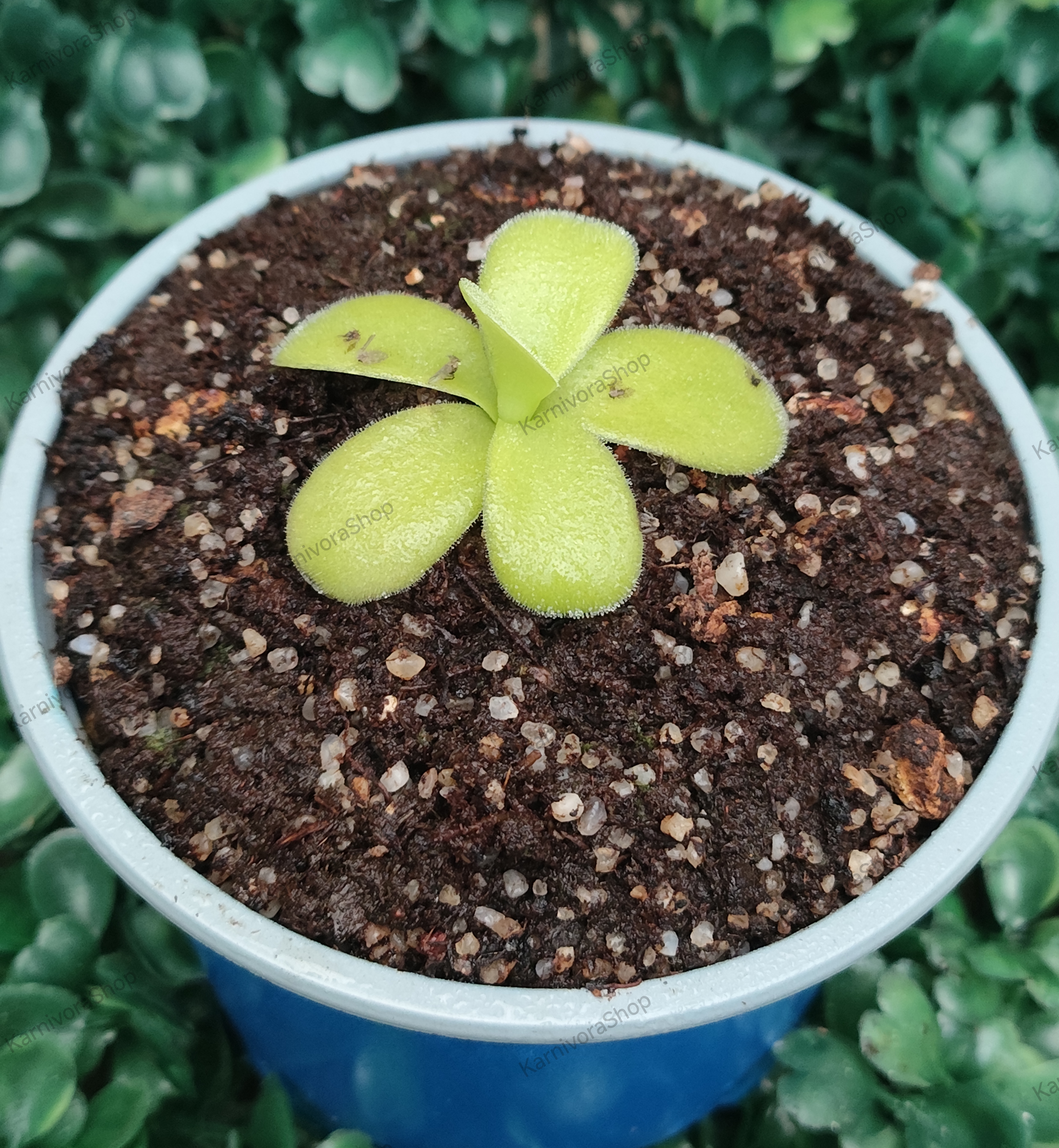 PINGUICULA GIGANTEA