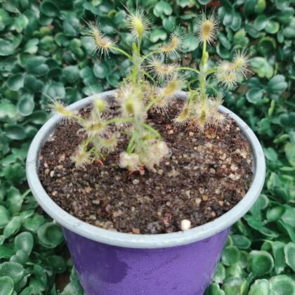 DROSERA SCORPIOIDES