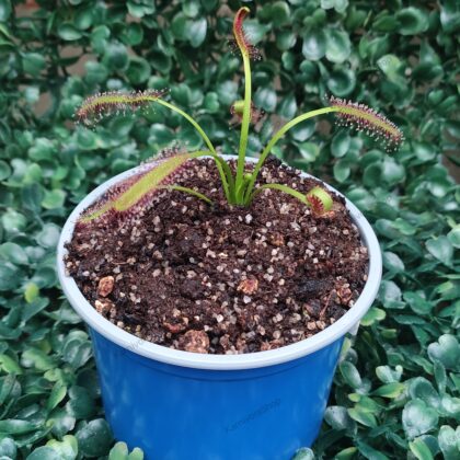 DROSERA CAPENSIS GIANT FORM
