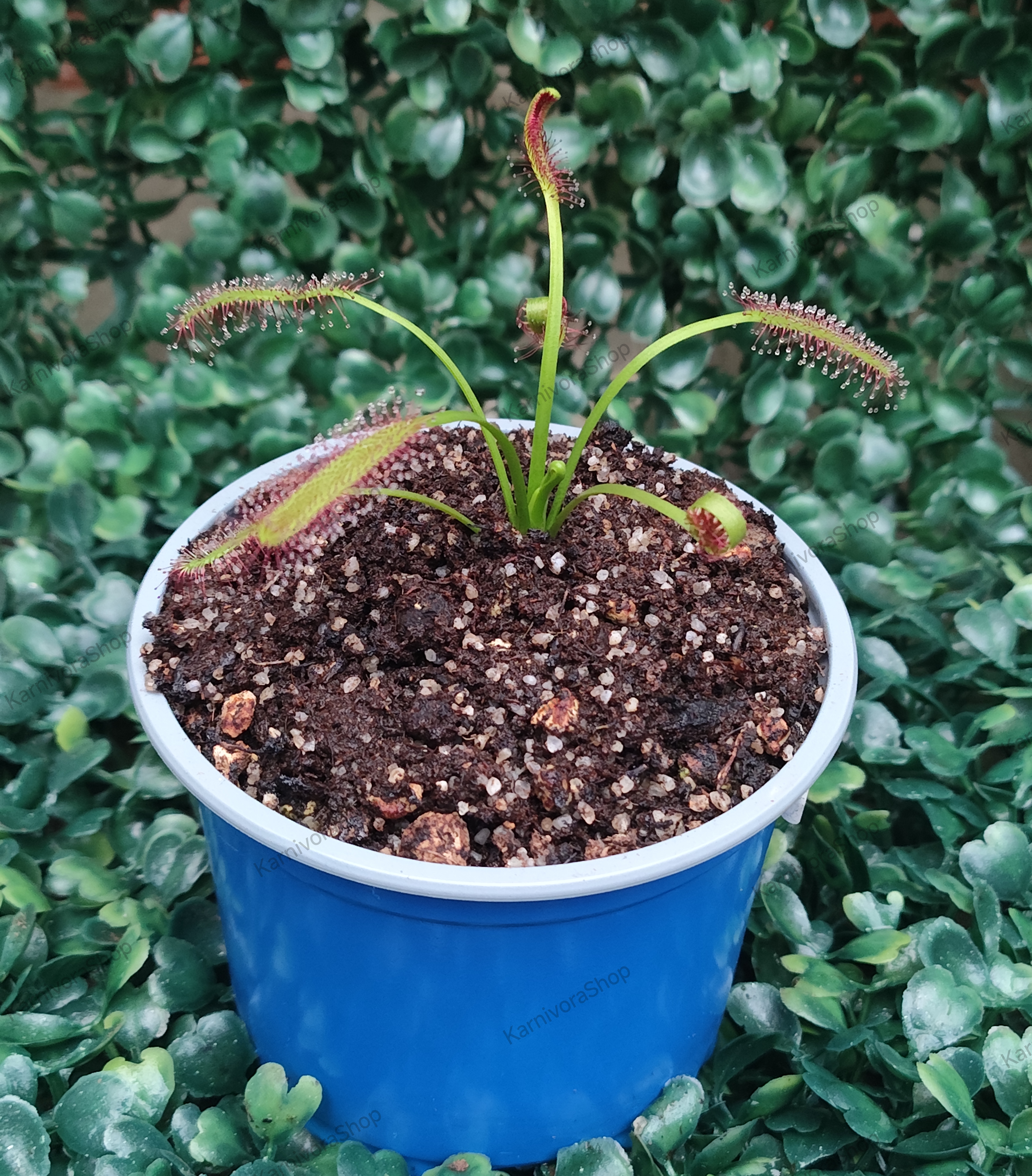 DROSERA CAPENSIS GIANT FORM