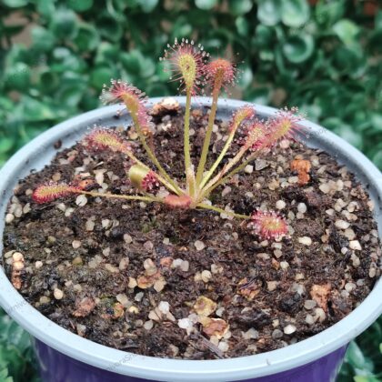 DROSERA CAPILLARIS
