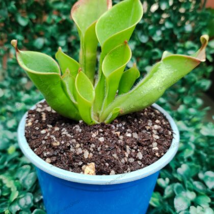 HELIAMPHORA HETERODOXA X MINOR
