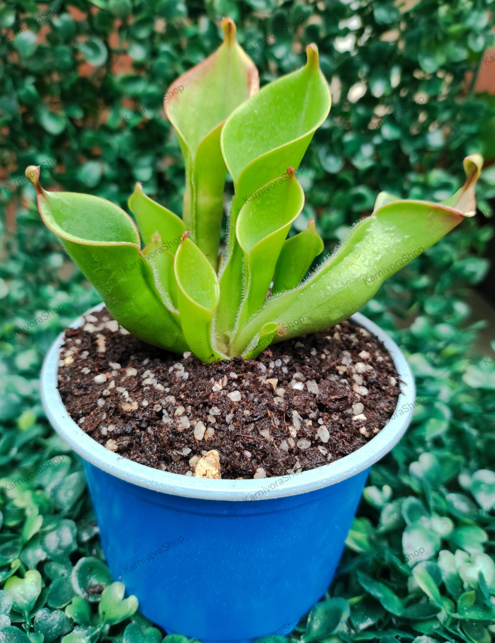 HELIAMPHORA HETERODOXA X MINOR