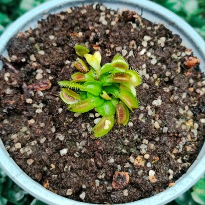 DIONAEA MUSCIPULA cultivar G3xG17