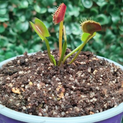 DIONAEA MUSCIPULA cultivar SPIDER