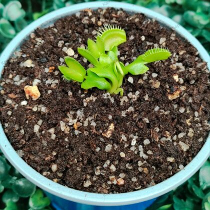 DIONAEA MUSCIPULA cultivar MIRROR
