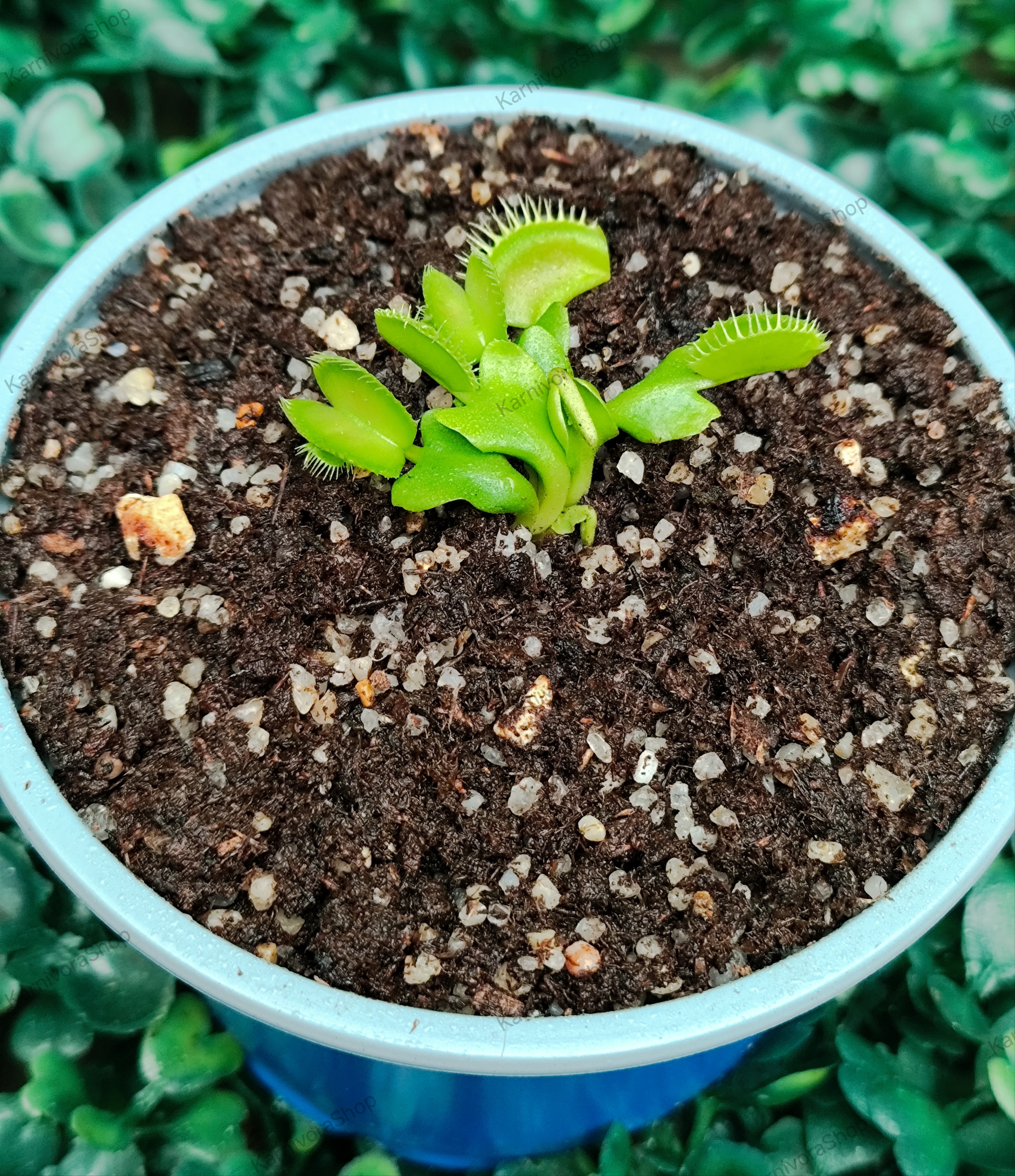 DIONAEA MUSCIPULA cultivar MIRROR