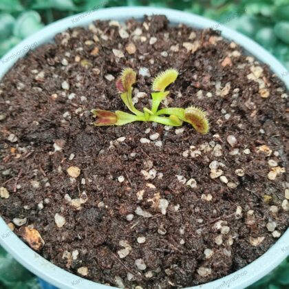 DIONAEA MUSCIPULA cultivar SCARLATINE