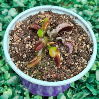 DIONAEA MUSCIPULA cultivar ROYAL RED