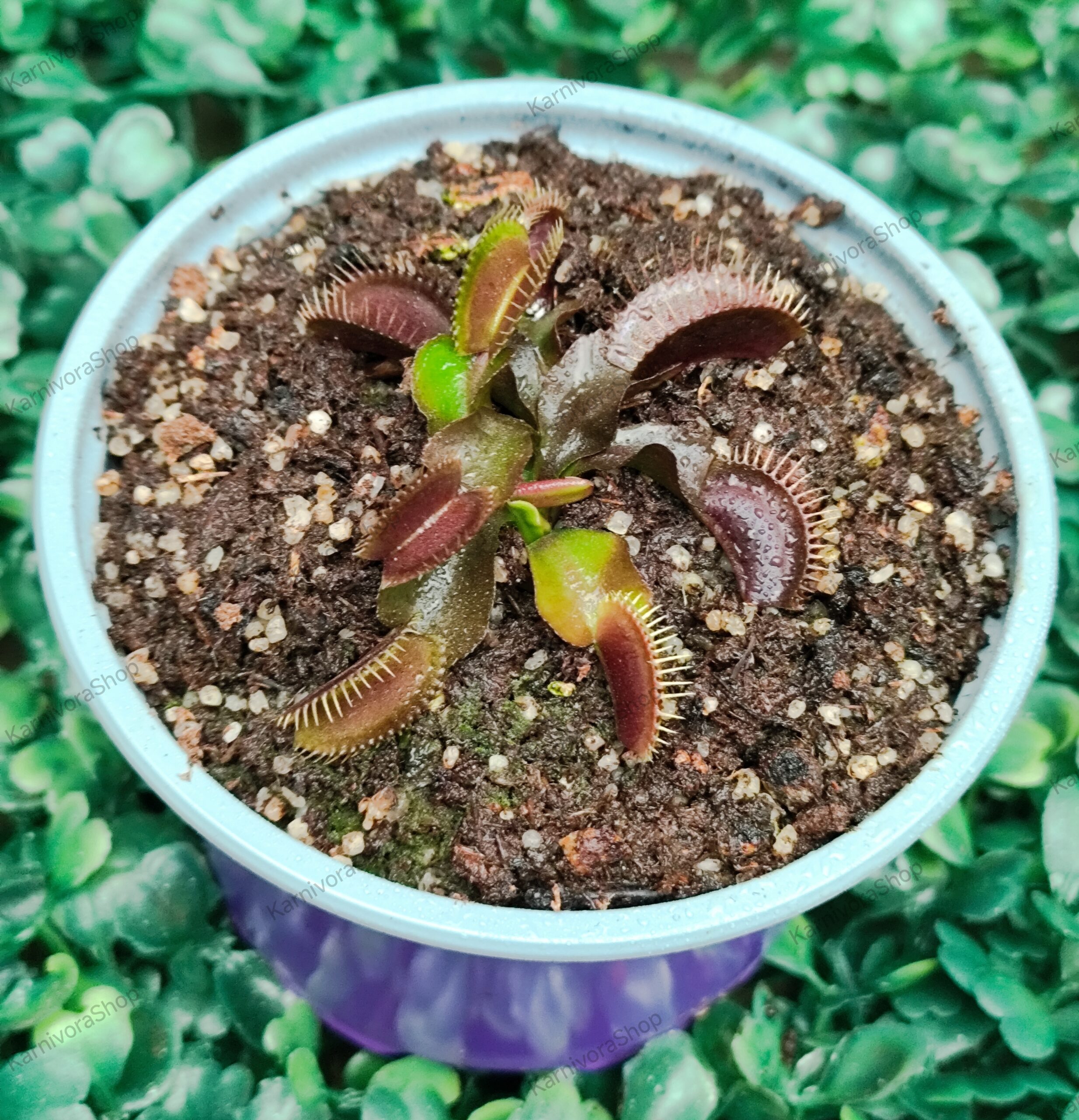 DIONAEA MUSCIPULA cultivar ROYAL RED