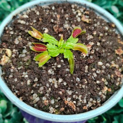 DIONAEA MUSCIPULA cultivar SHUP DESTRUCTION