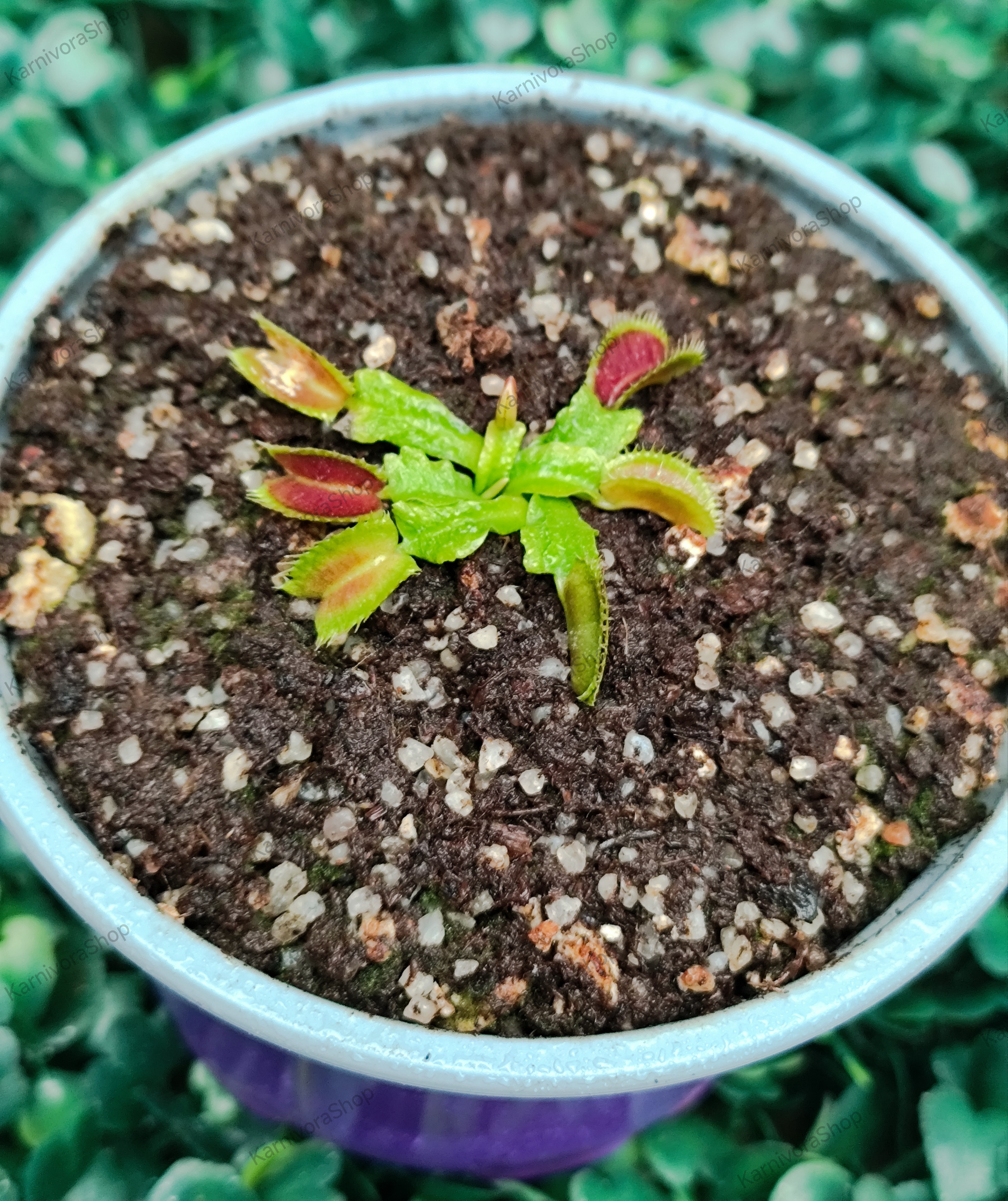 DIONAEA MUSCIPULA cultivar SHUP DESTRUCTION