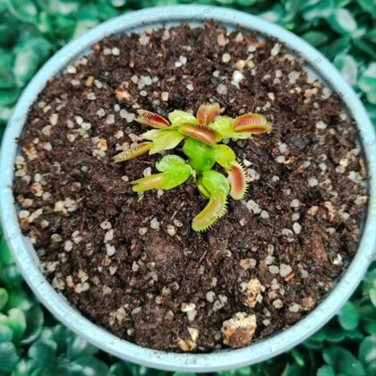 DIONAEA MUSCIPULA cultivar MARATCHI